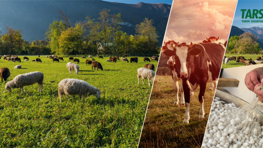 ÇİFTÇİLERİN TARIM SİGORTASI MALİYETİNE DESTEK